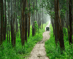 Muthanga wildlife Sanctuary